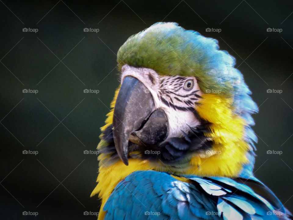 Parrot close up 