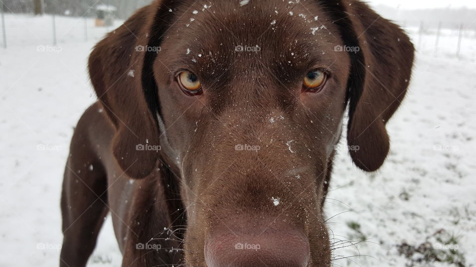Chocolate Lab stopping play in the snow to stare into the camera