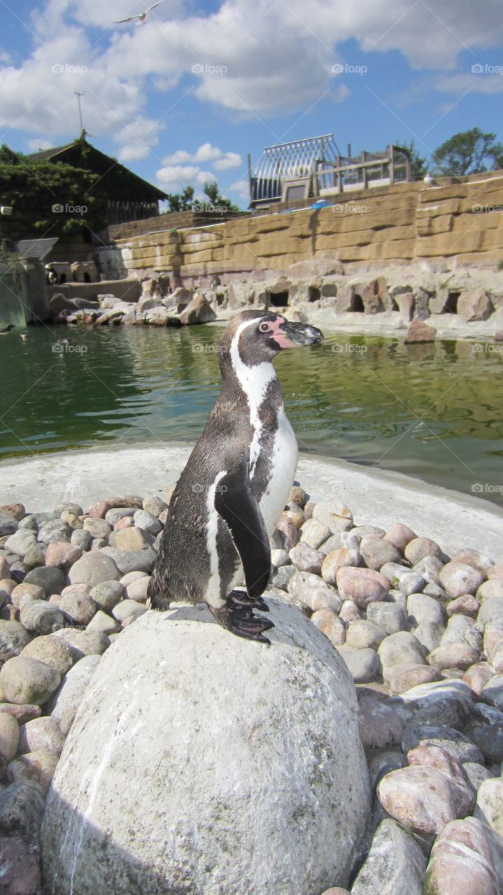 Penguin 