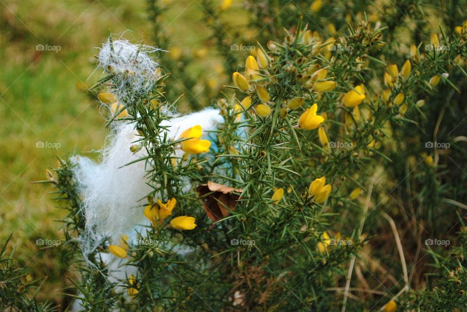 Sheeps wool on a flower in wales