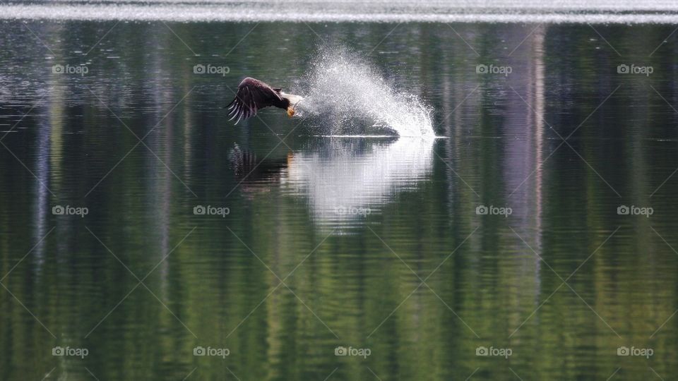 bald eagle and trout