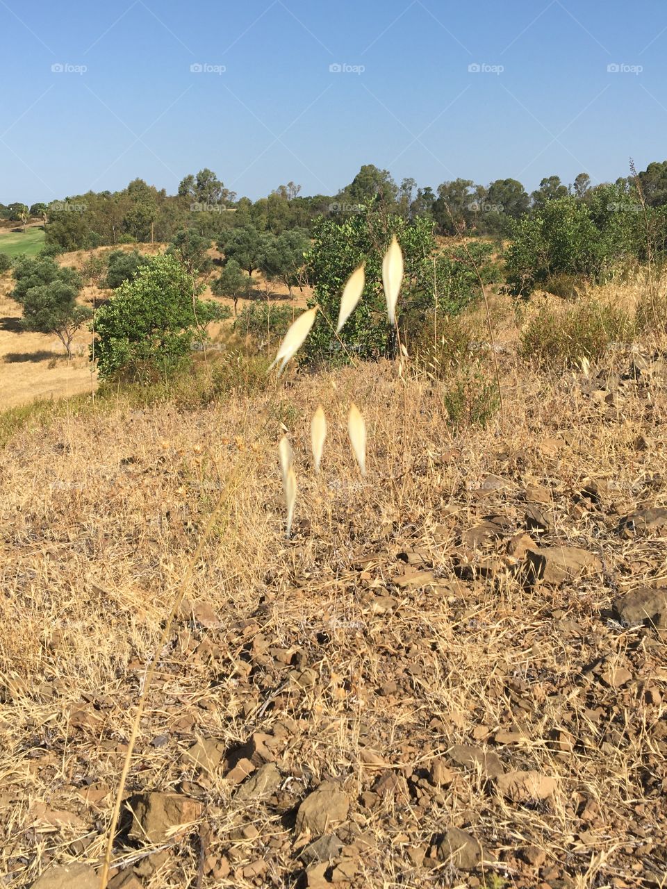Dry grass in summer landscape 