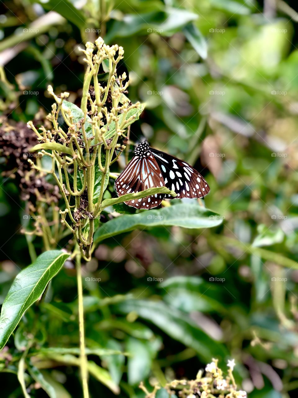 Blue tiger butterfly flourishing in the wild spring wind
