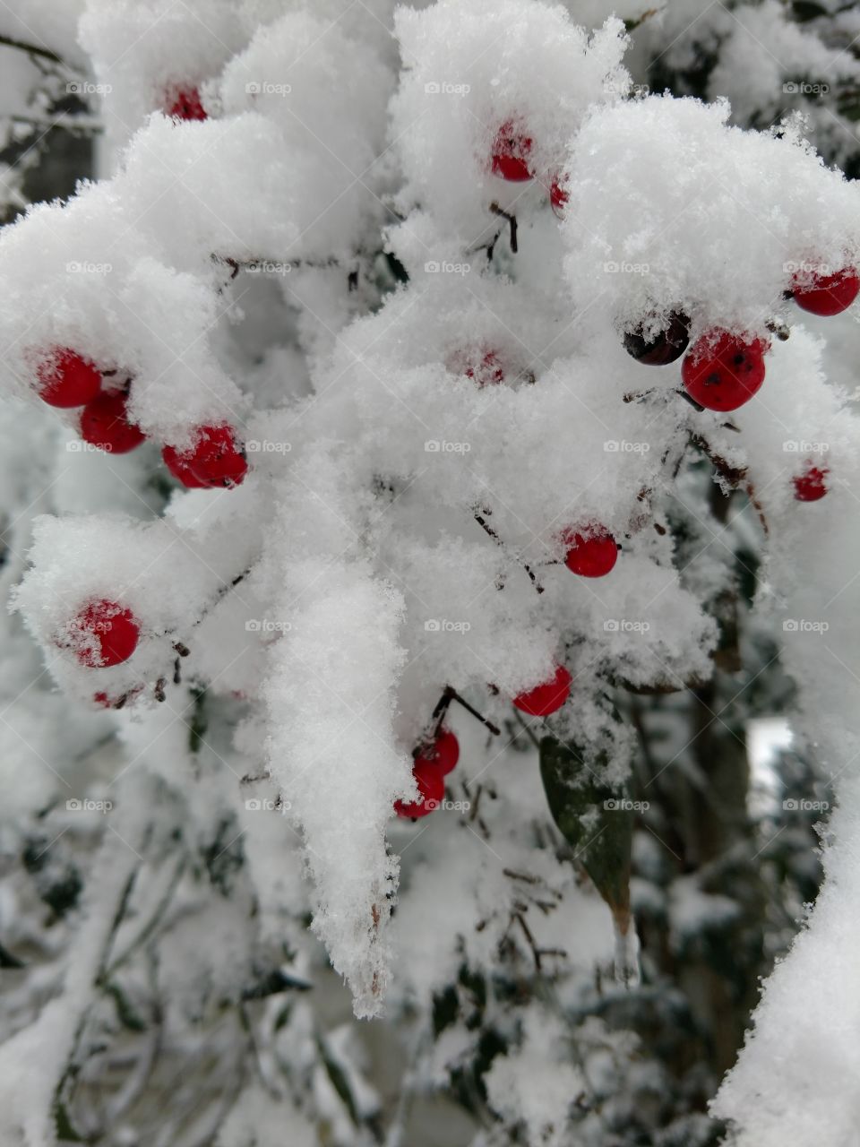 Snow Berries