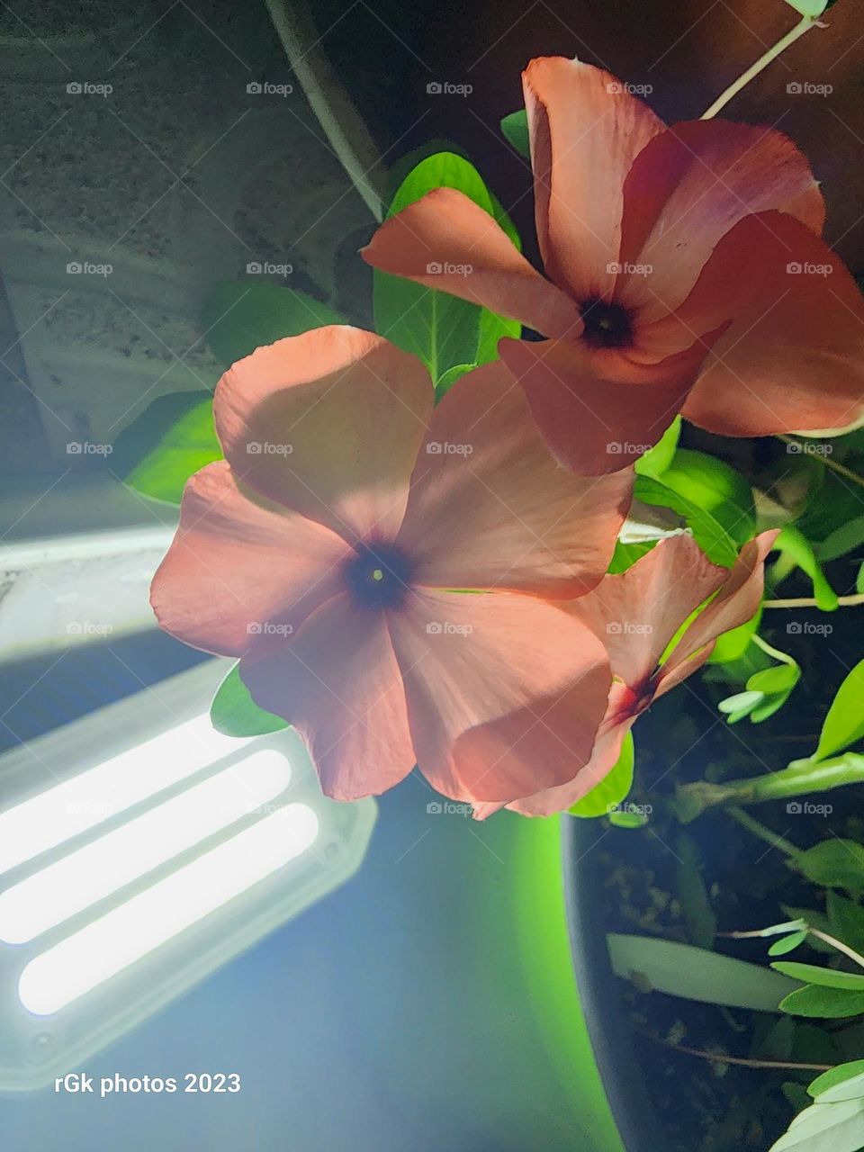 rays of peach vinca