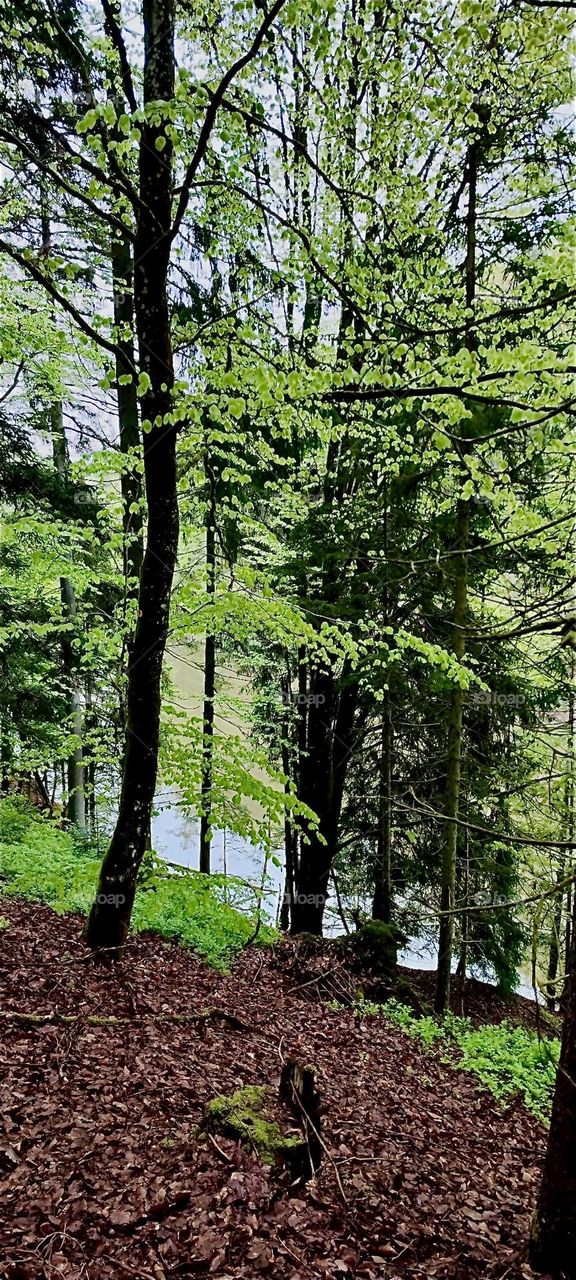 The beautiful countryside of the “Bayerischer Wald”, the “Bavarian Forest” near “Eging” and the “Eging Lake”, the “Eginger See” can be experienced in any weather and not even a bit of rain takes away from the enjoyment. 2024. Hypnotic Productions