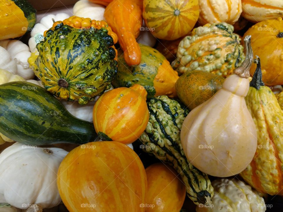 lots of gourds