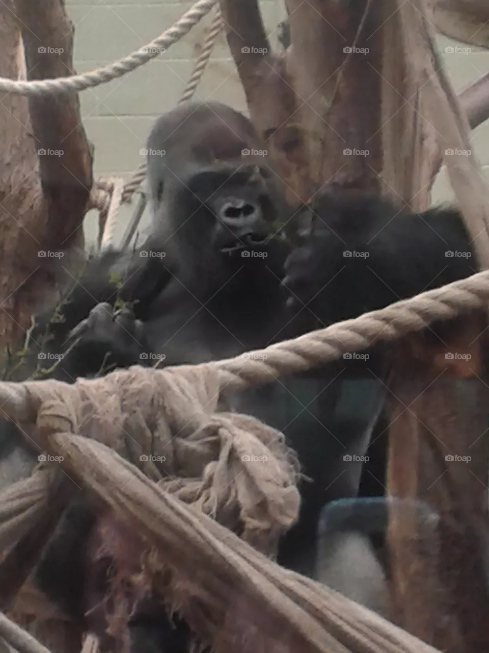 gorilla