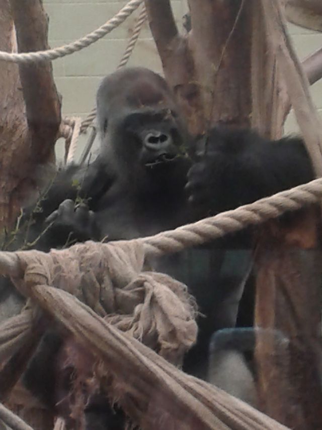 gorilla