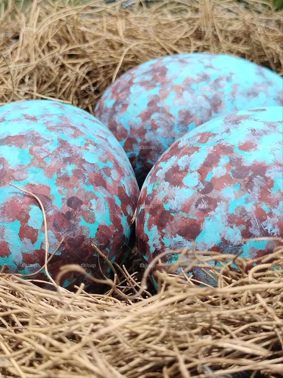 Eggs in a nest 