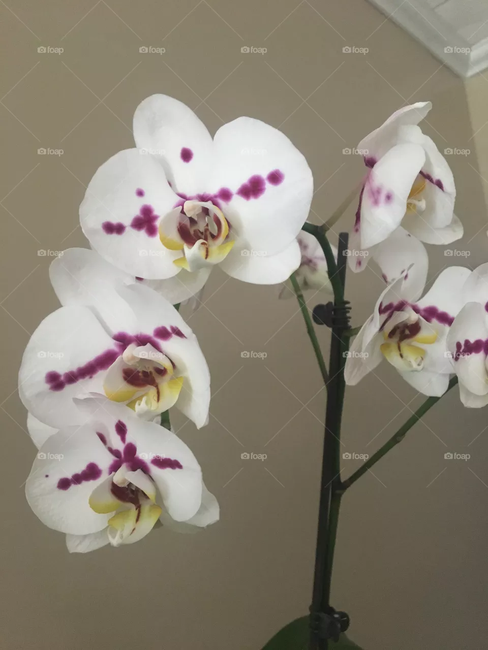 Orchid