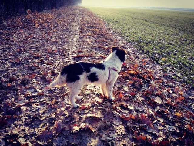 Going to walk.