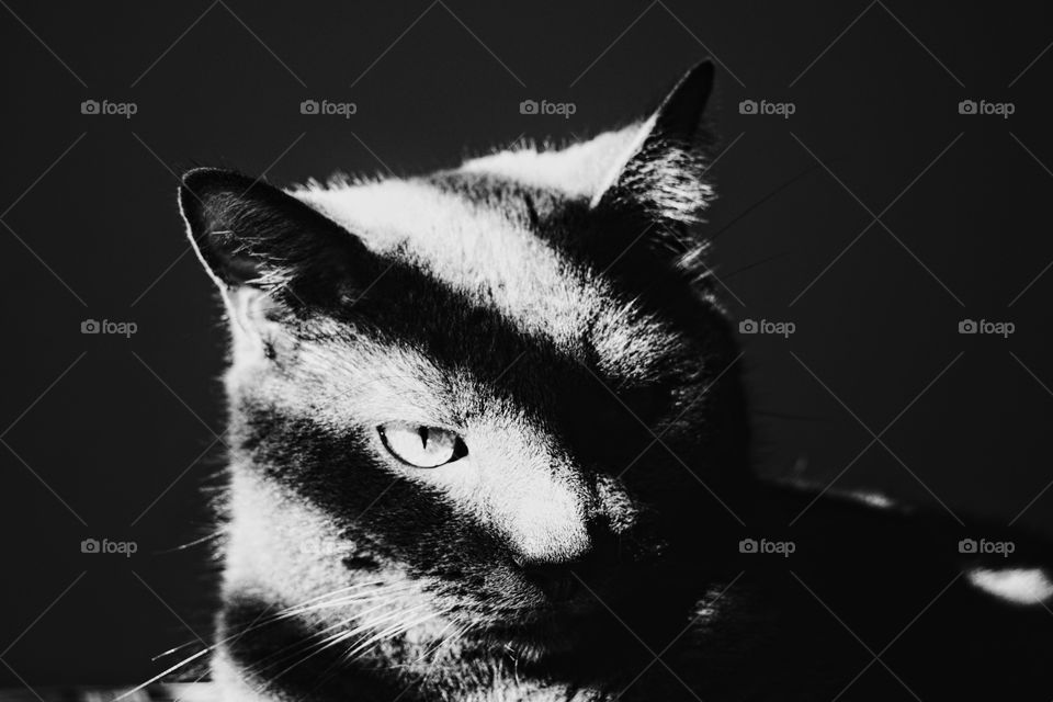 cat shadows dramatic