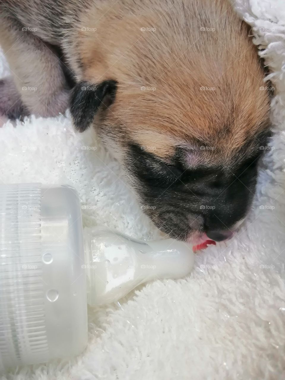 A 4-day old puppy and an 8 0z feeding bottle. Feeding bottle was just used for photography purposes