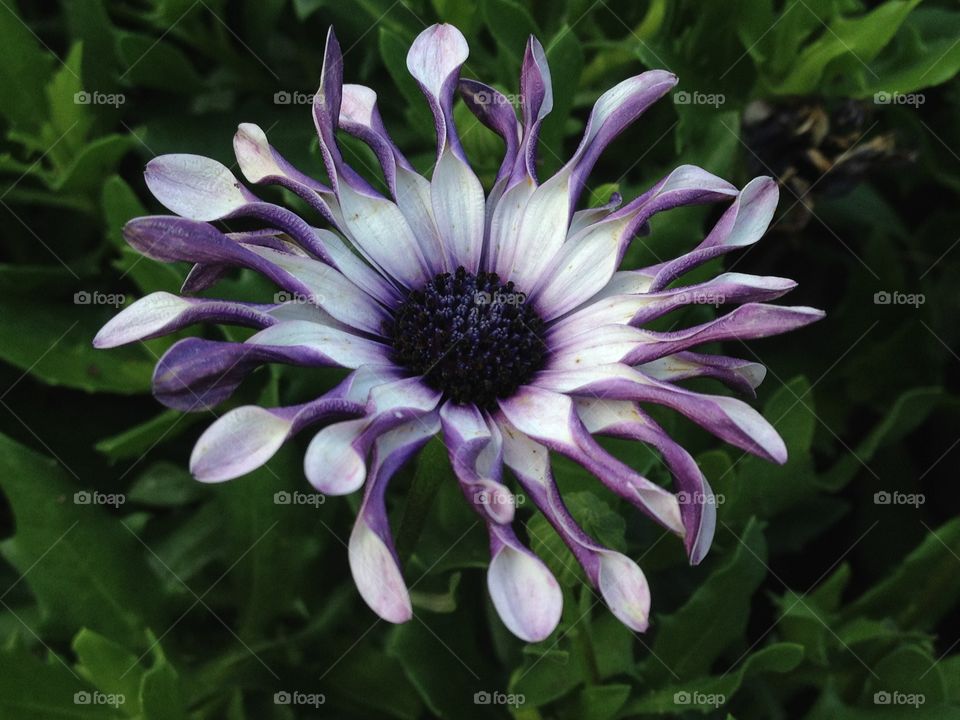 Purple flower