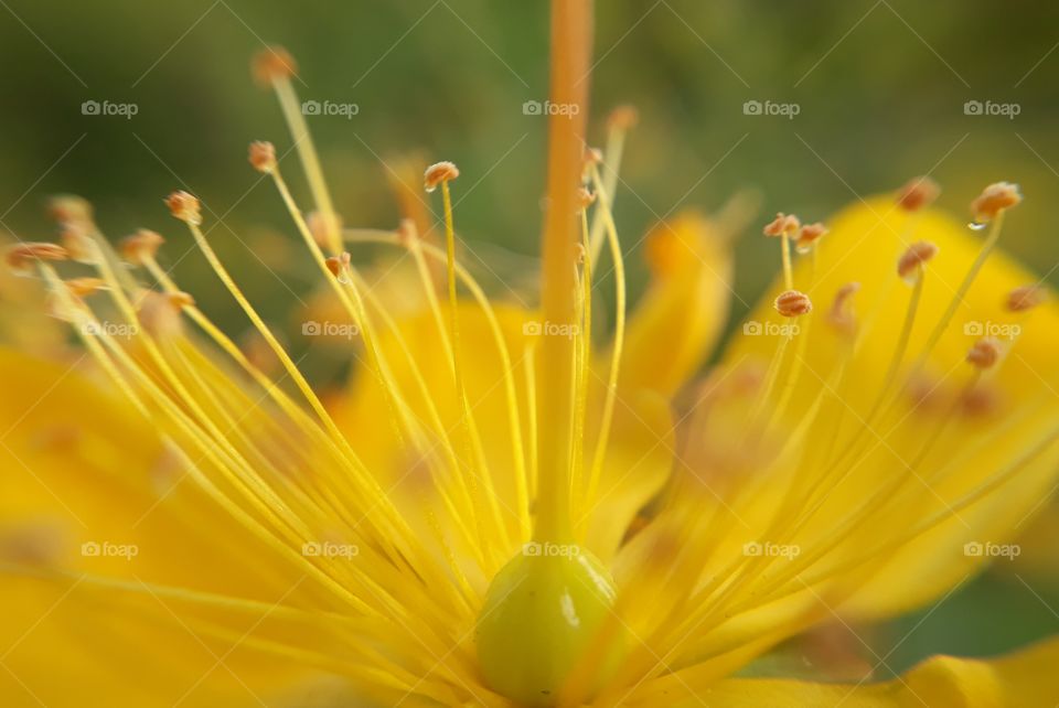 pollens with dew drops