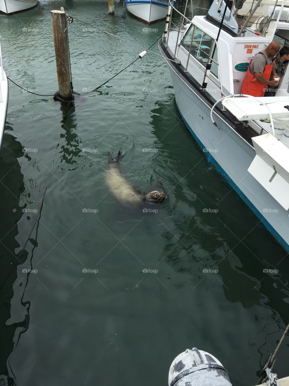 Sea lion