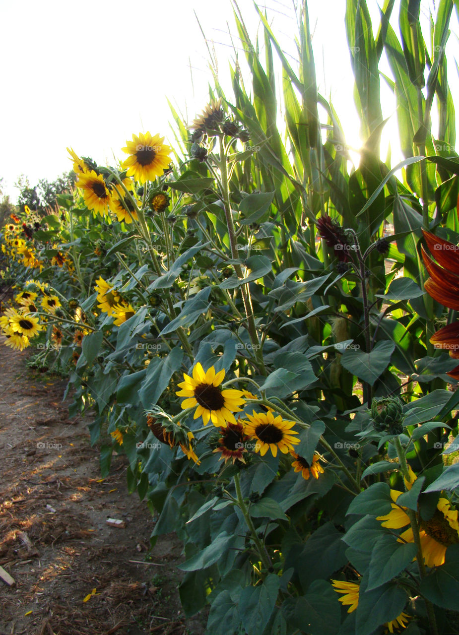 Sunflowers