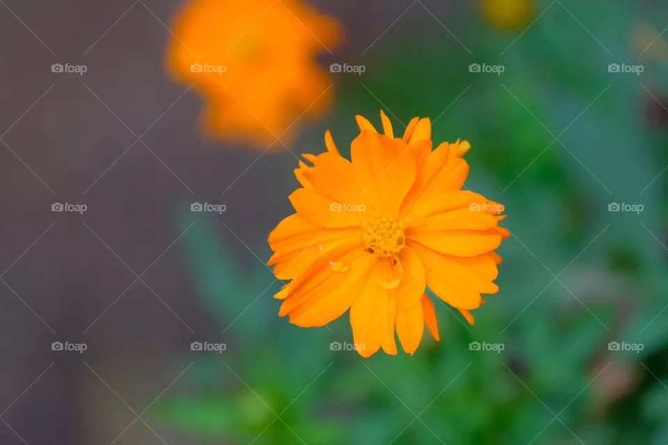 orange flower