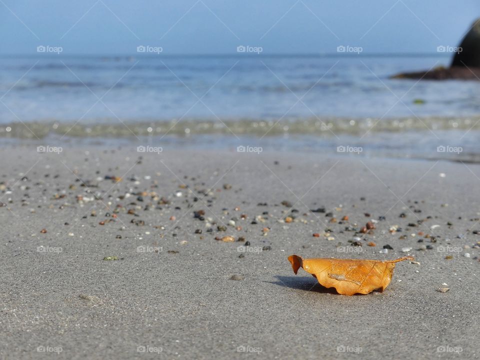 Leaf on beach