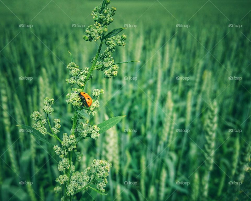 Ladybug