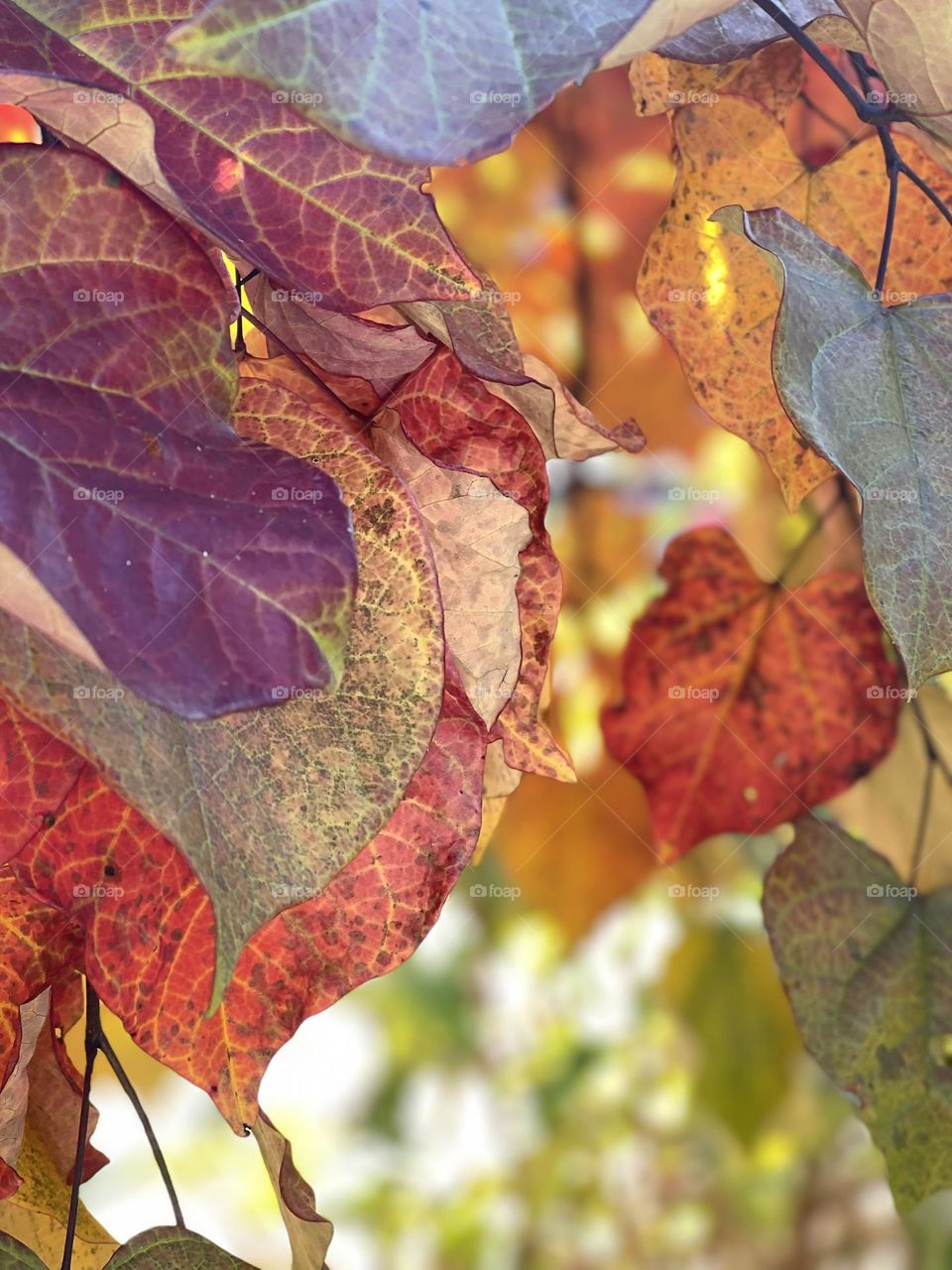 Falls beauty of leaves color 