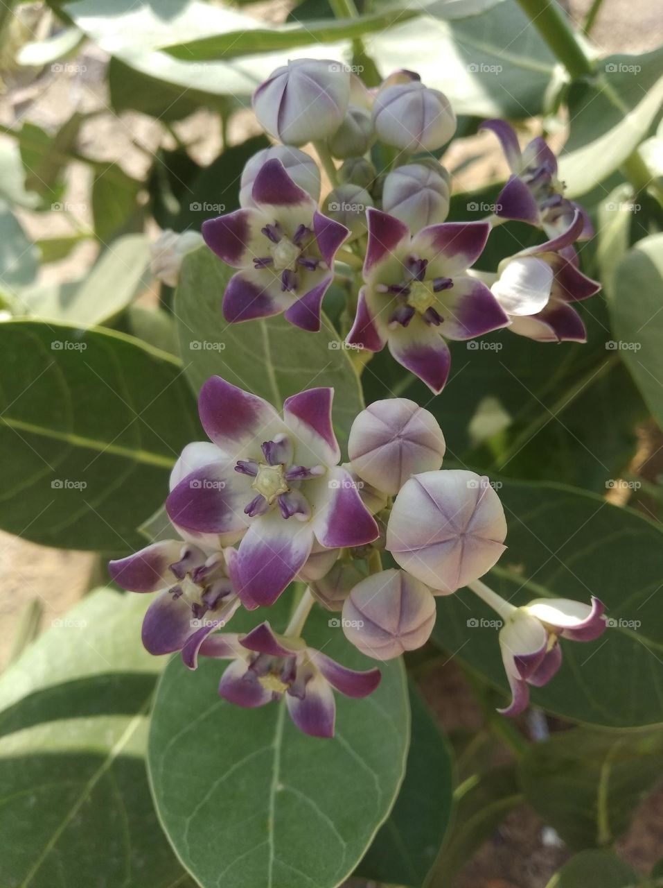 calotropis procera akkra flower seasonal fresh looks very beautiful generally found everywhere very poisonous species