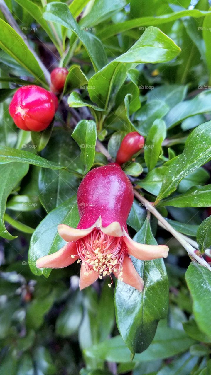 Pomegranate flower