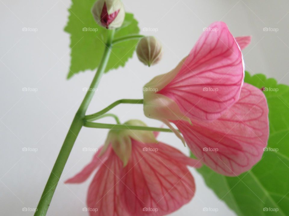 Abutilon (indoor maple)