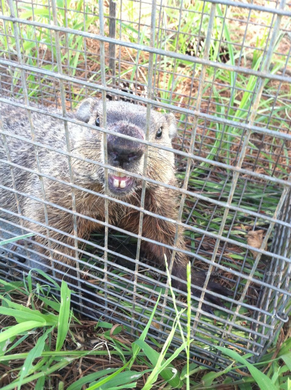 Groundhog so happy to be relocated. 