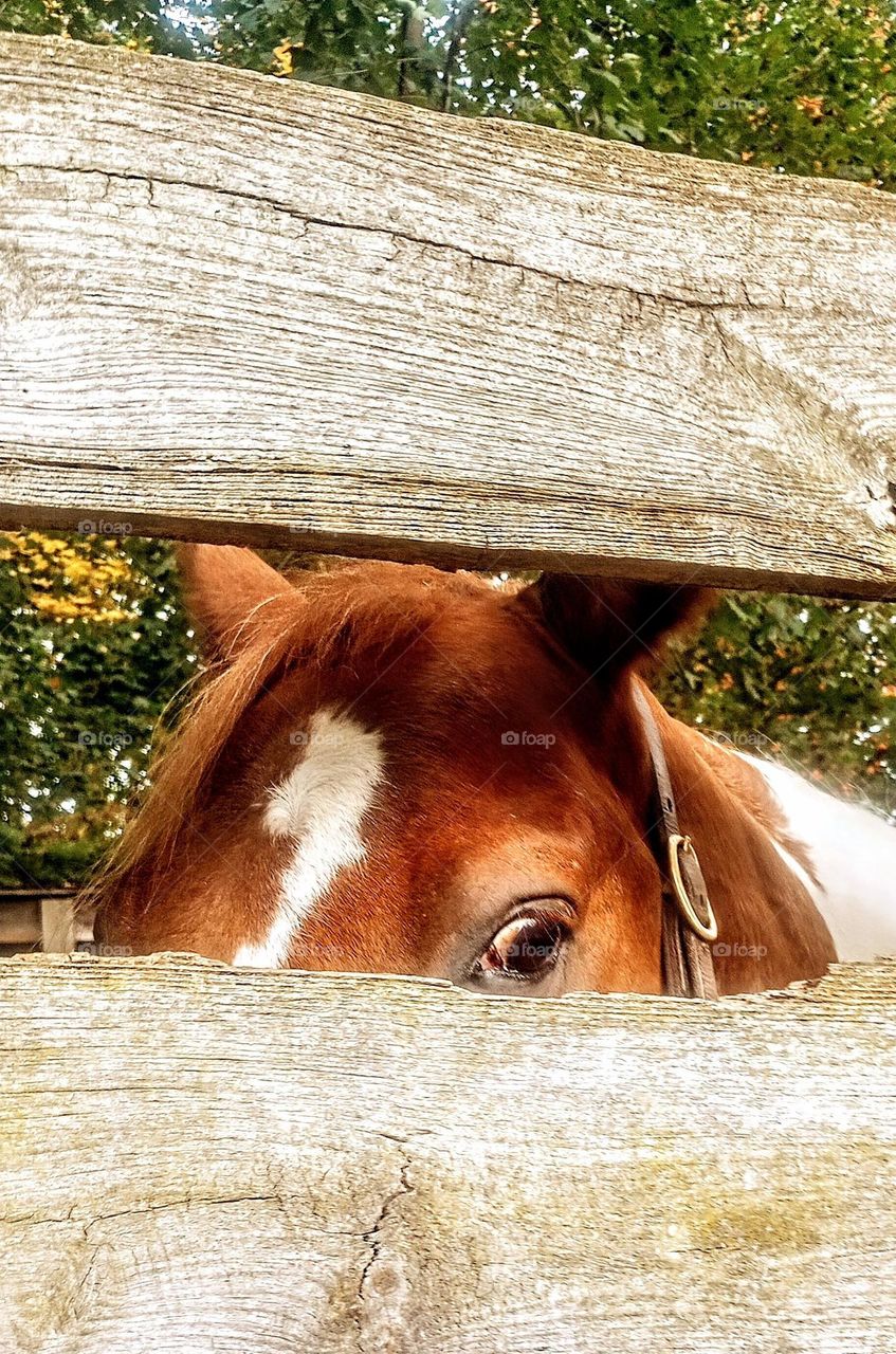 Horse Through the Fence