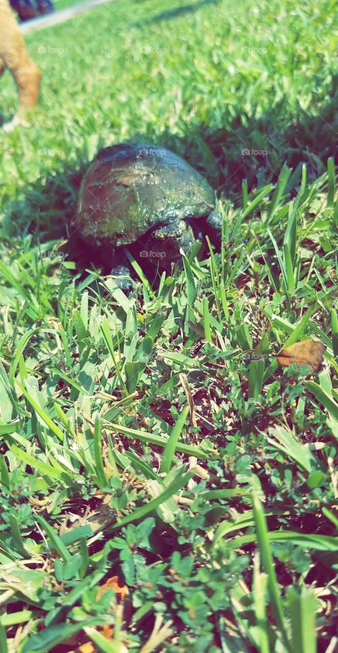 turtle!!
