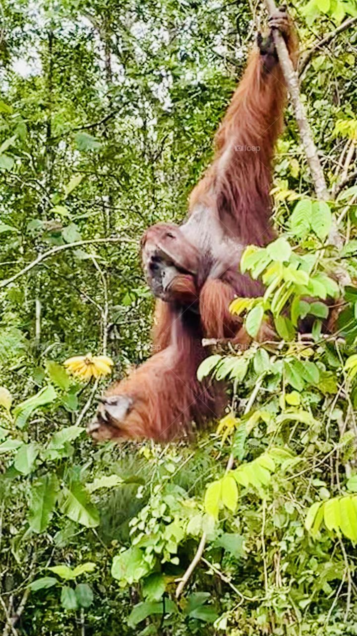 Wildlife orang hutan