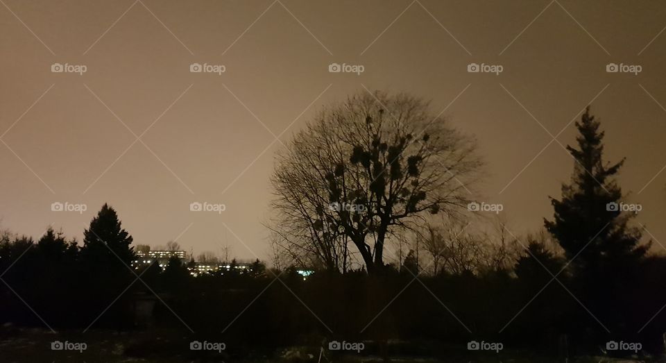 night trees in Łódź