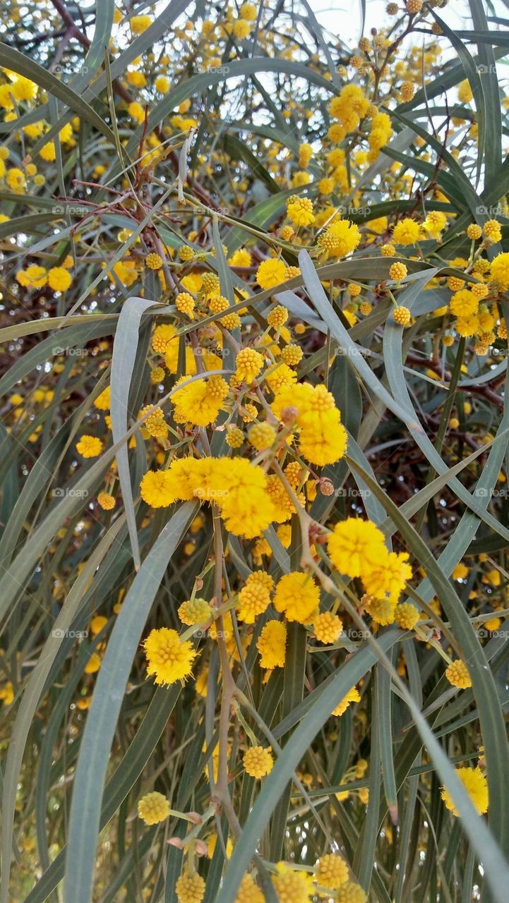 beautiful yellow flowers.