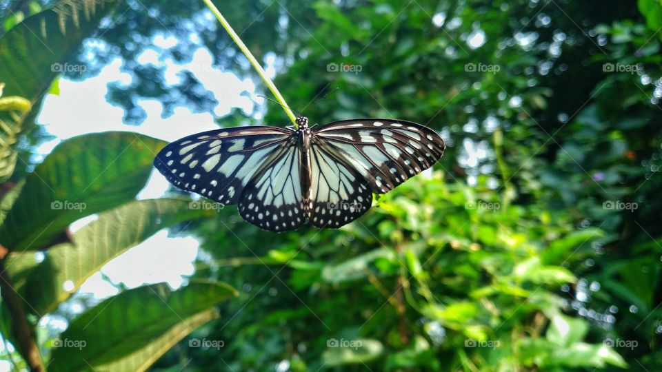The beautiful Parantica aglea butterfly perched on a branch