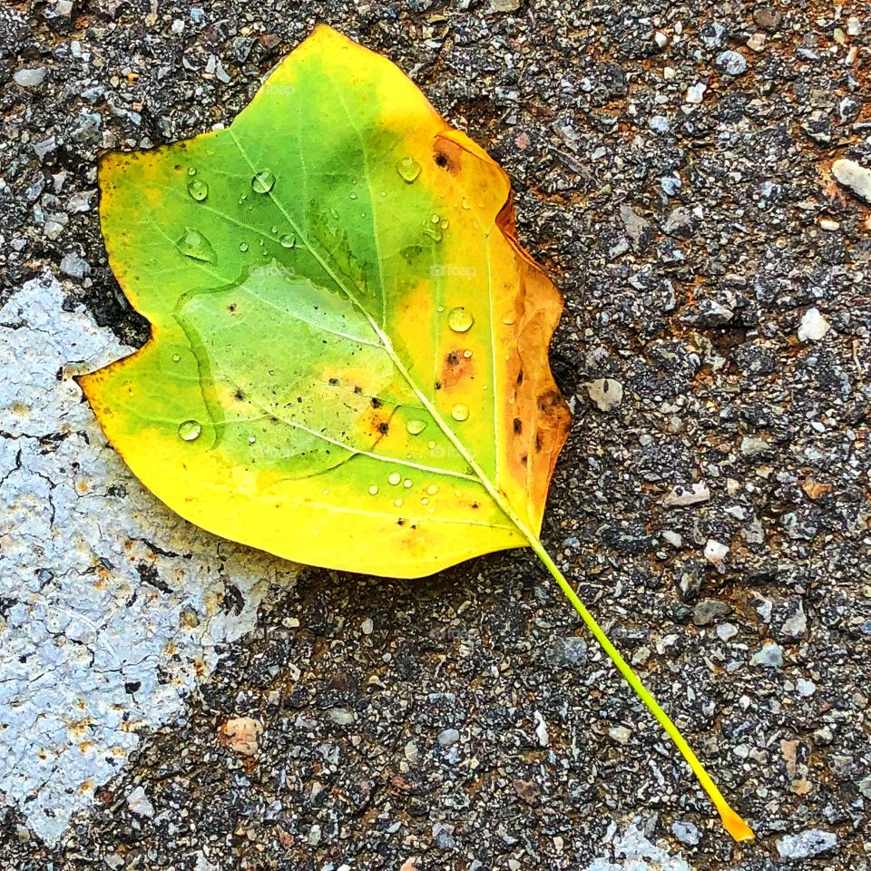Autumn leaf fallen from a tree in the middle of the city of Vienna, September 2018