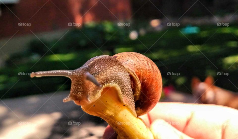 snail and squash