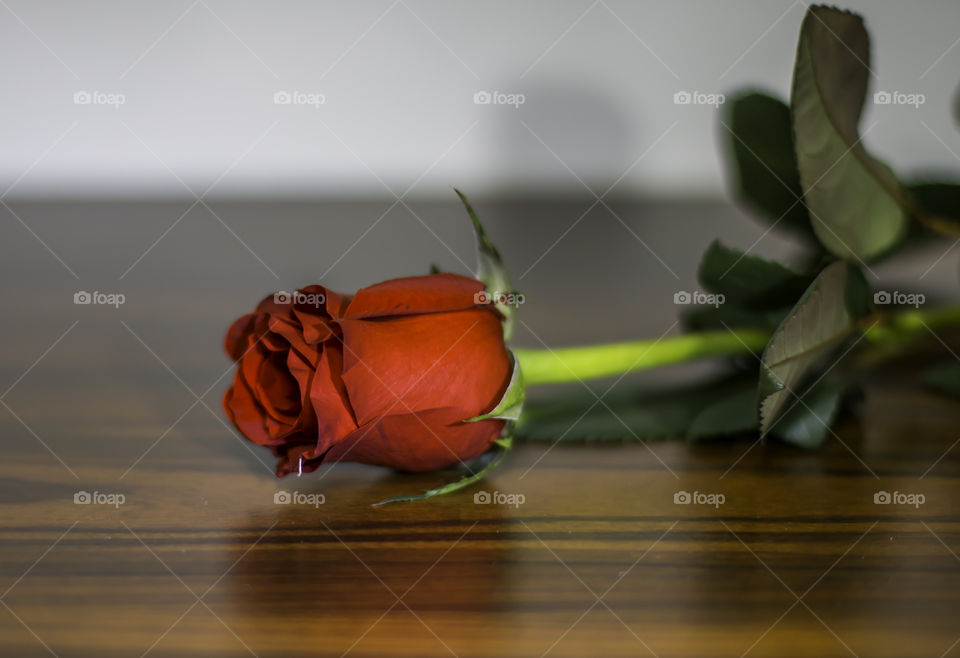 Red rose on wooden table