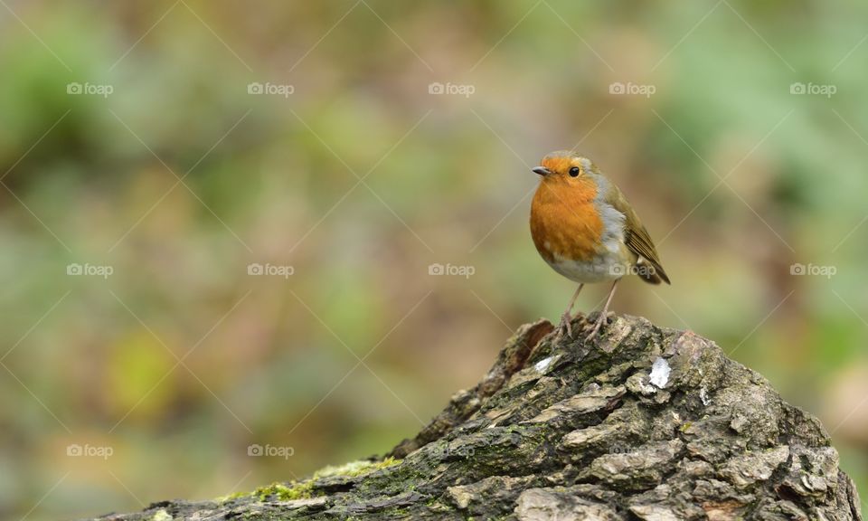 Robin RedBreast perched on tree trunk
