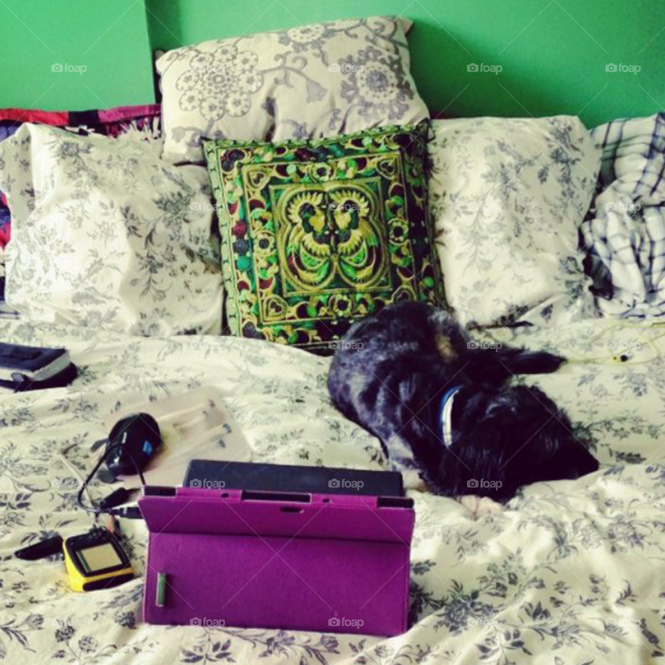 Dog, luxury bed ,gadgets..
