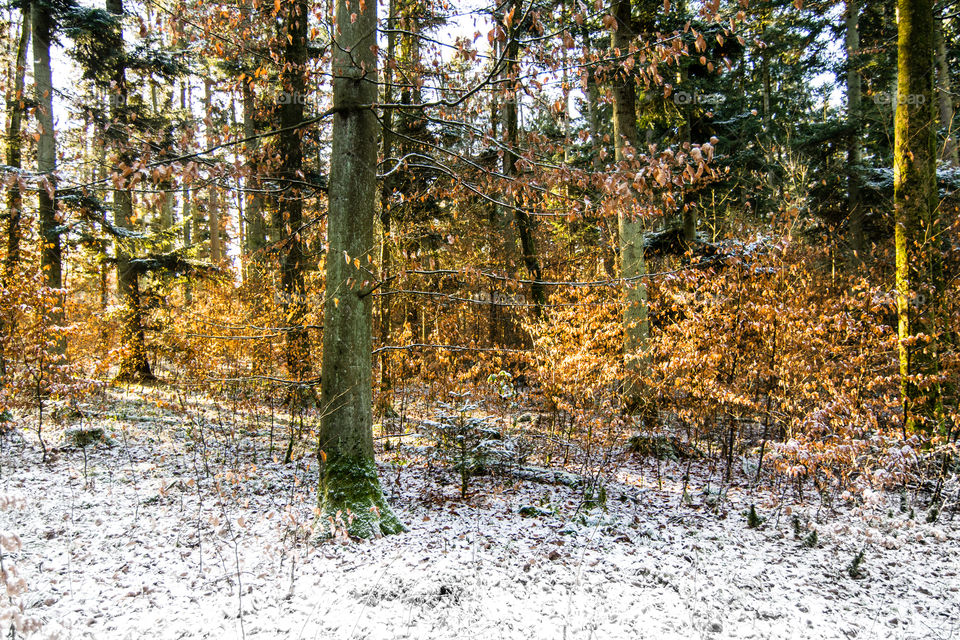 winter morning in Black Forest, Germany