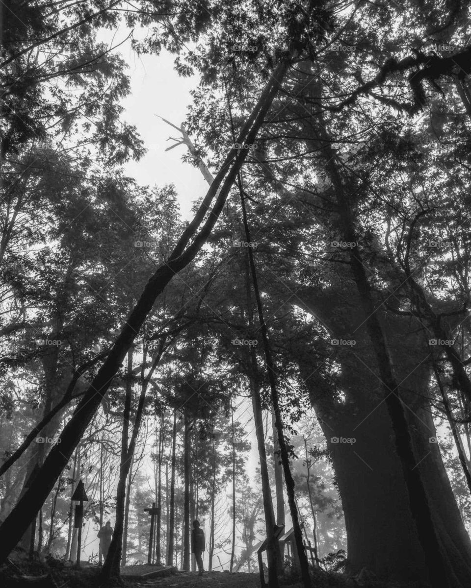 World in black and white: foggy forest in the dusk.