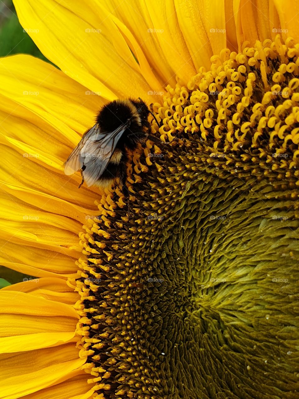 A bumblebee on a sunflower. Closeup.