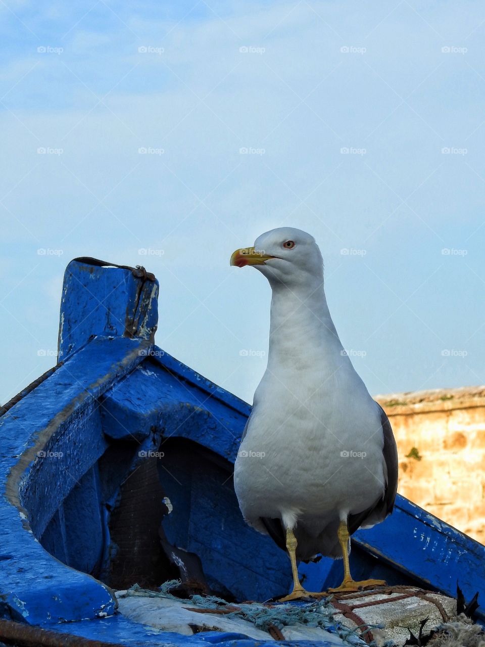 Seagull in blue boat