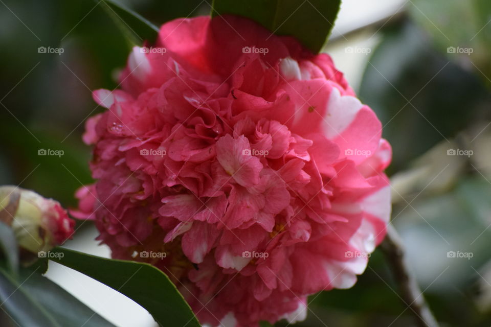 Morning Light brings Blooms