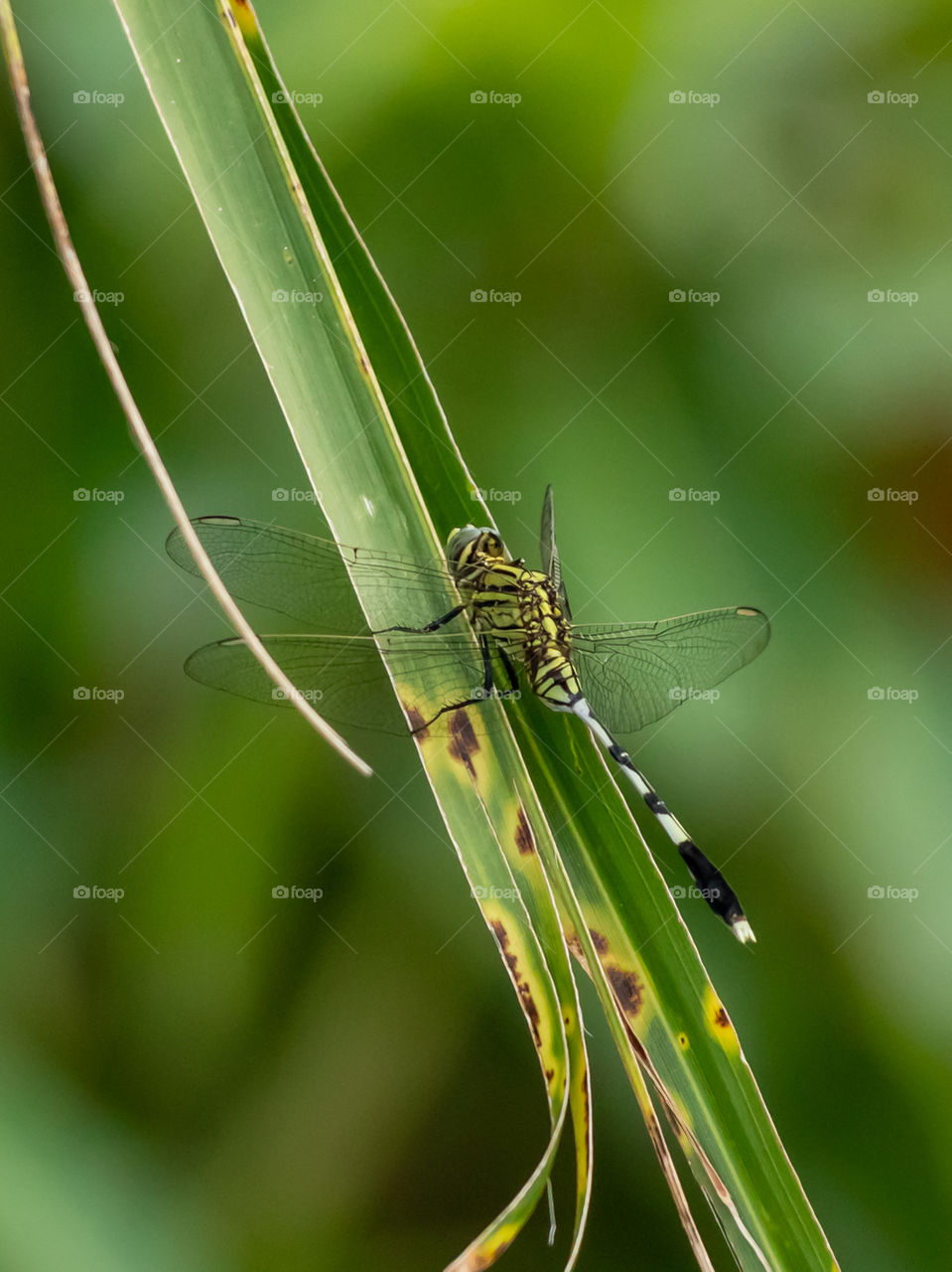 Beautiful Dragonfly