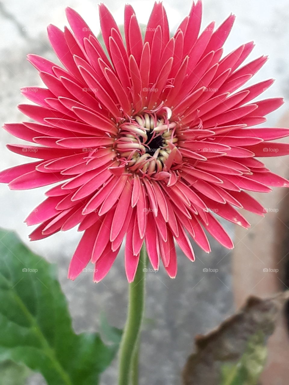 Flower..
