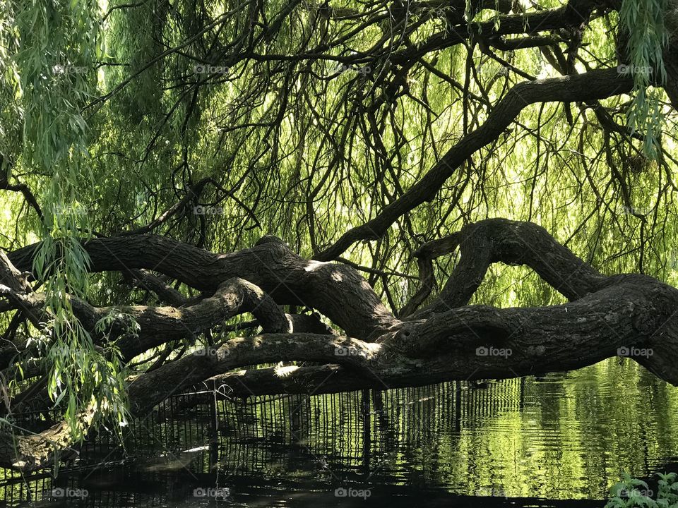 Tree branch dipped in lake