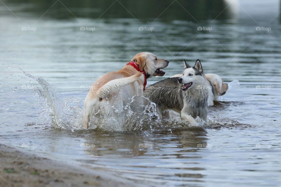Cute Labrador and husky dogs playing on the beach